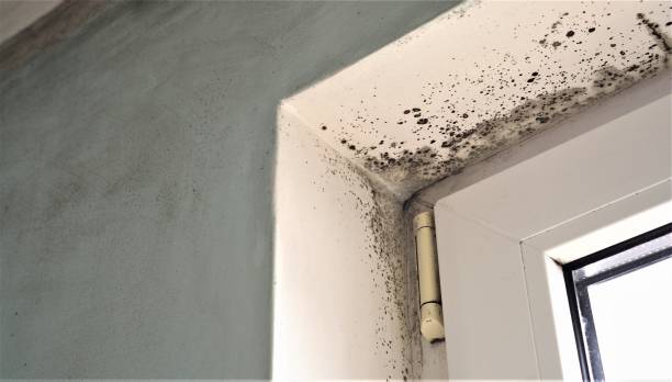 Best Mold Remediation for Healthcare Facilities  in Westlake Village, CA