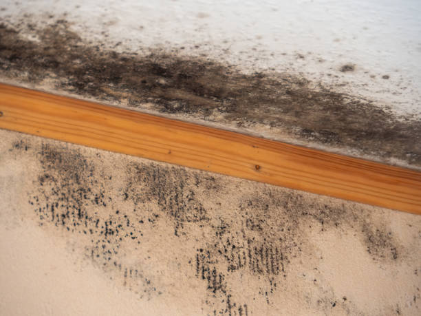 Best Mold-Related Health Consultation  in Westlake Village, CA