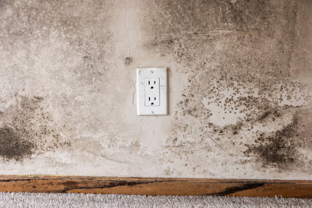 Best Mold Odor Removal Services  in Westlake Village, CA